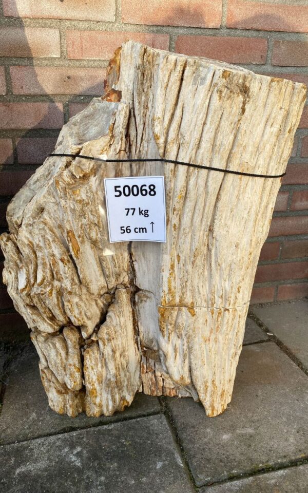 Memorial stone petrified wood 50068
