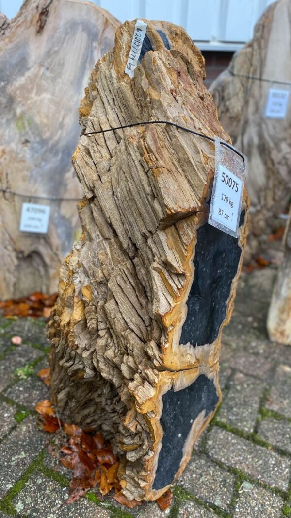 Memorial stone petrified wood 50075