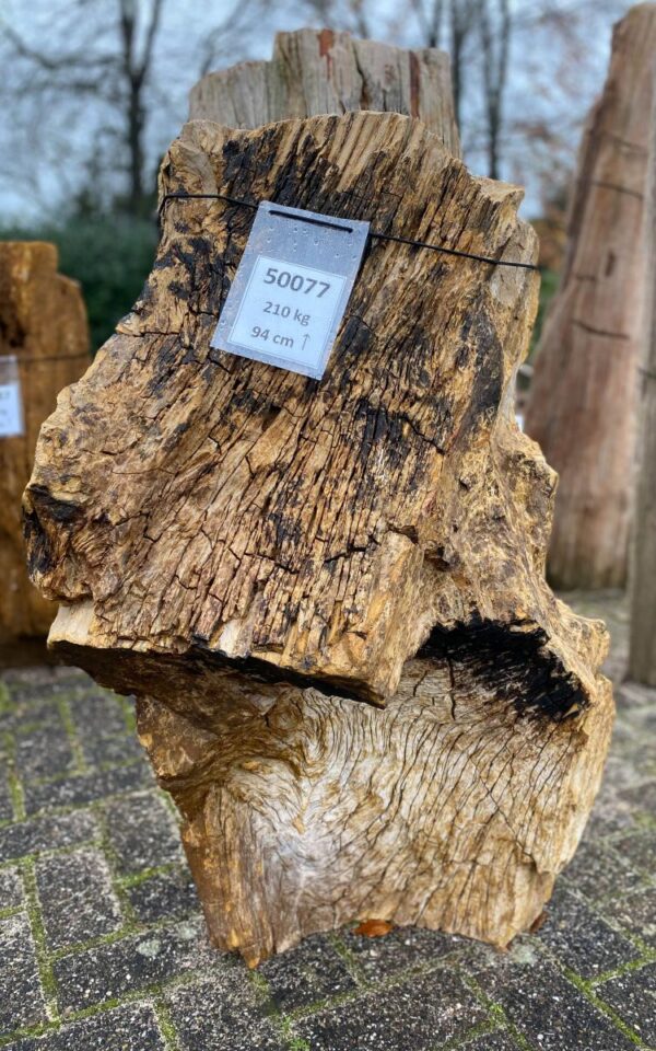 Memorial stone petrified wood 50077