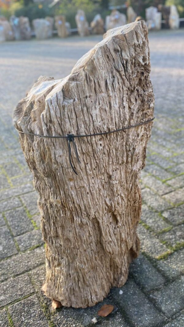 Memorial stone petrified wood 50084