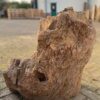 Memorial stone petrified wood 50093