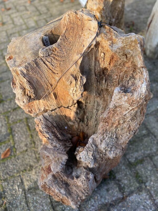 Memorial stone petrified wood 50093