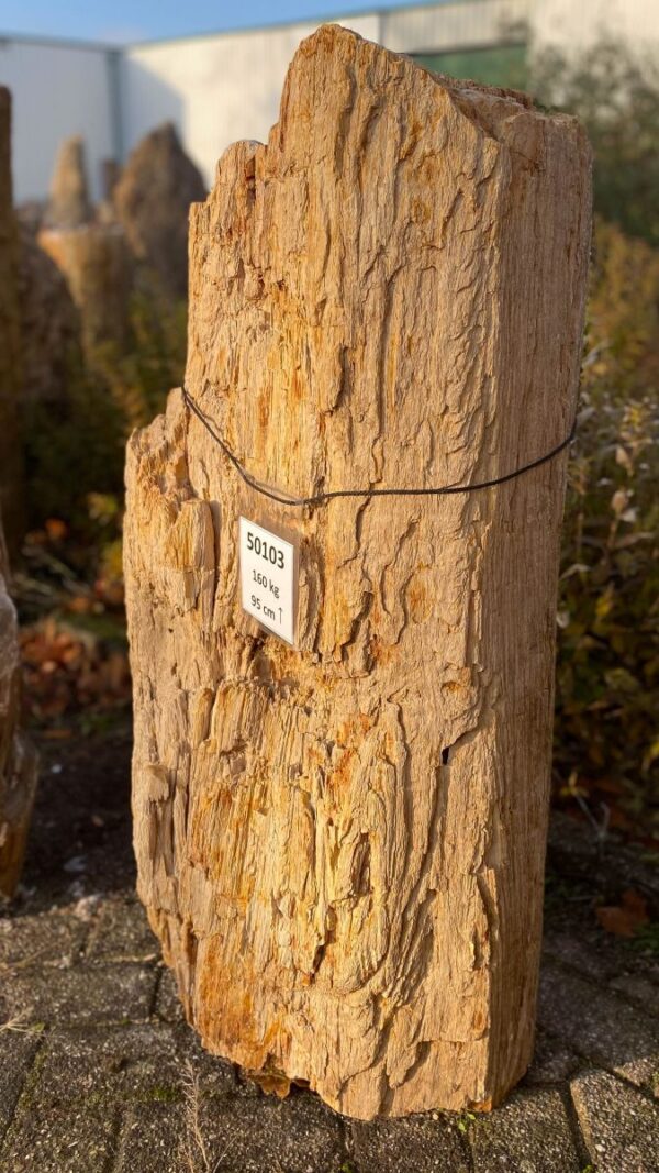 Memorial stone petrified wood 50103