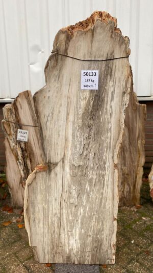 Memorial stone petrified wood 50133