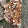 Memorial stone petrified wood 50133