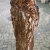 Memorial stone petrified wood 50133