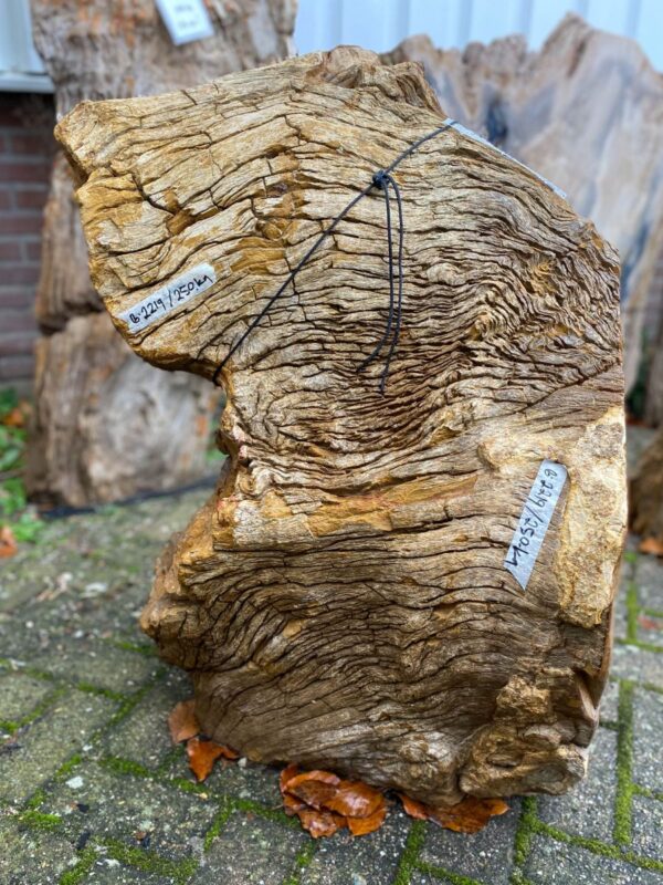 Memorial stone petrified wood 50139