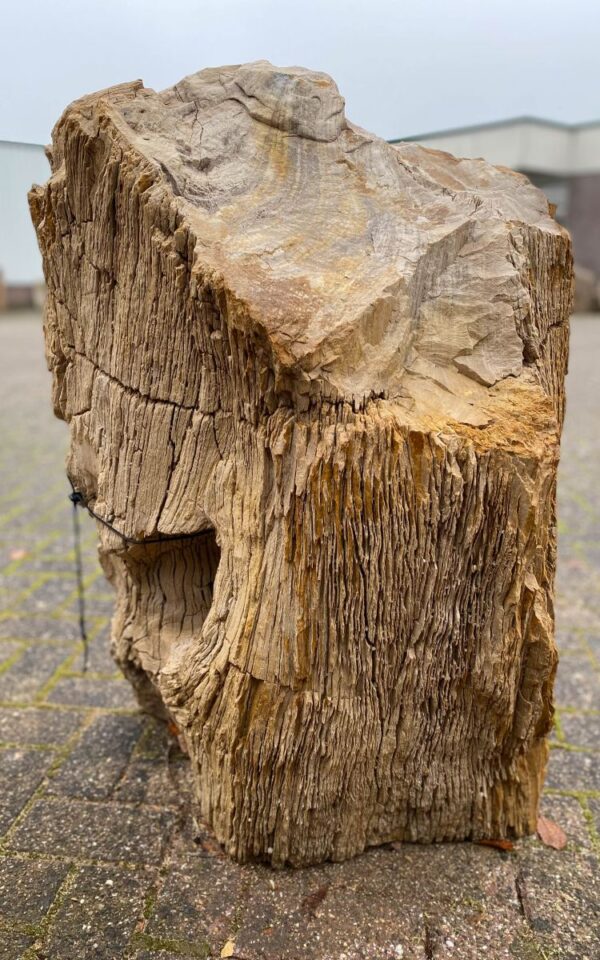 Memorial stone petrified wood 50141