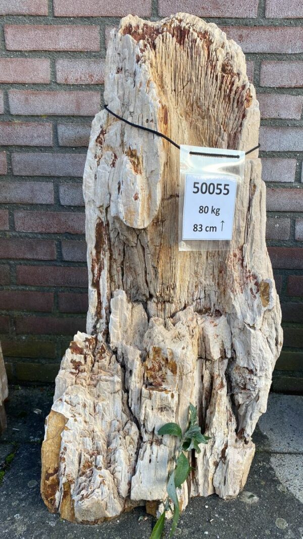 Pierre tombale bois pétrifié 50055