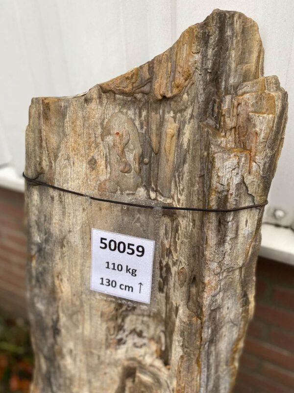 Pierre tombale bois pétrifié 50059