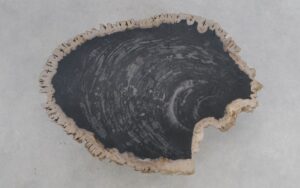 Salontafel versteend hout 50189