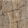 Bijzettafel versteend hout 50028