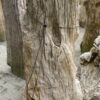 Grabstein versteinertes Holz 45069