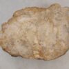 Grabstein versteinertes Holz 51115