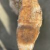Grabstein versteinertes Holz 51115