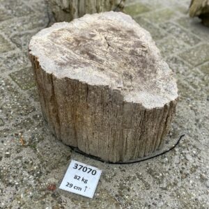 Grafsteen versteend hout 37070