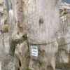 Grafsteen versteend hout 37083