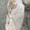 Grafsteen versteend hout 37083
