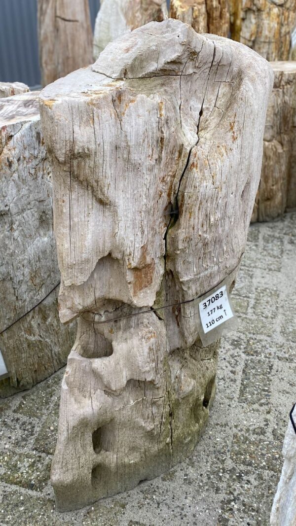 Grafsteen versteend hout 37083
