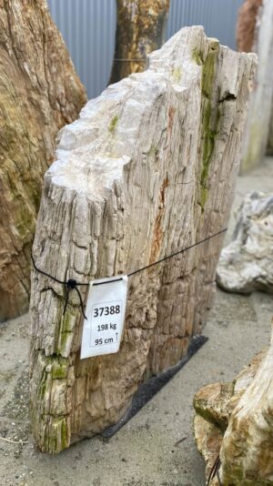 Grafsteen versteend hout 37388
