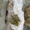 Grafsteen versteend hout 37388
