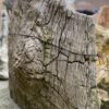 Grafsteen versteend hout 37388