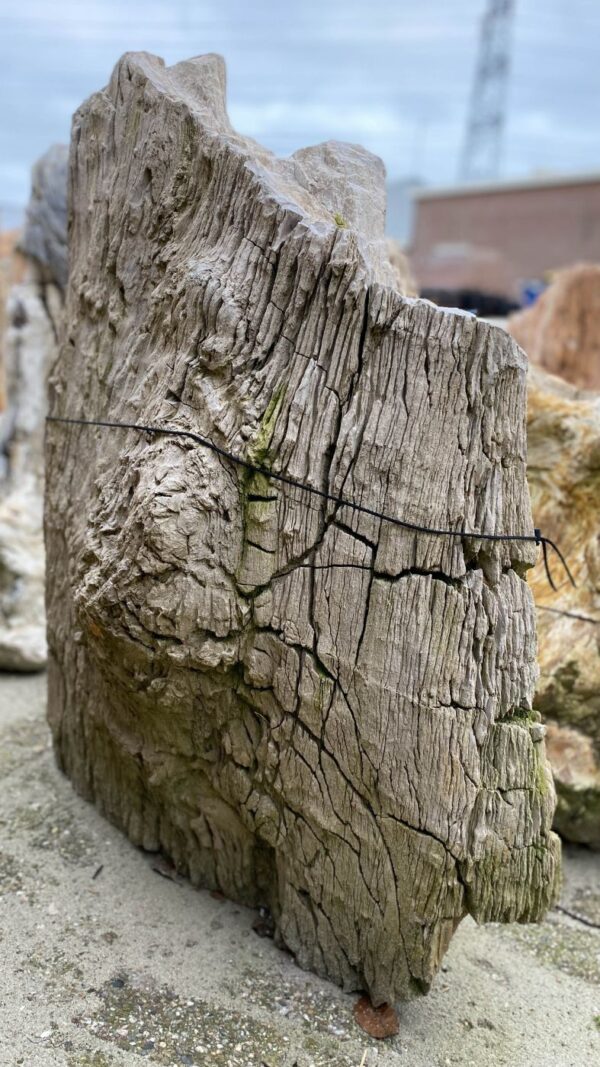 Grafsteen versteend hout 37388
