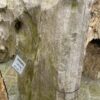 Grafsteen versteend hout 39085