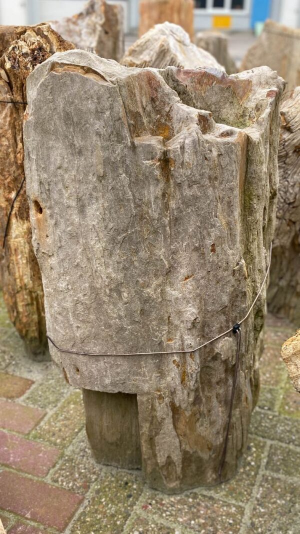 Grafsteen versteend hout 39085