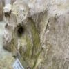 Grafsteen versteend hout 39085