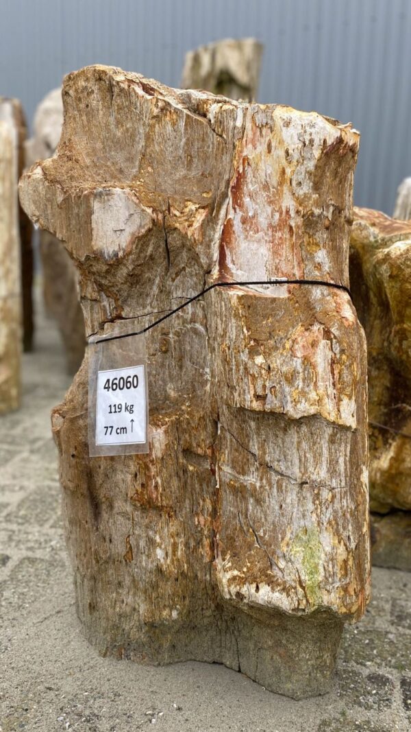 Grafsteen versteend hout 46060