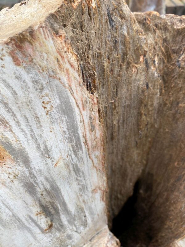 Grafsteen versteend hout 46114