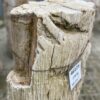 Grafsteen versteend hout 46125