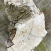 Grafsteen versteend hout 46125