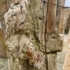 Grafsteen versteend hout 46125