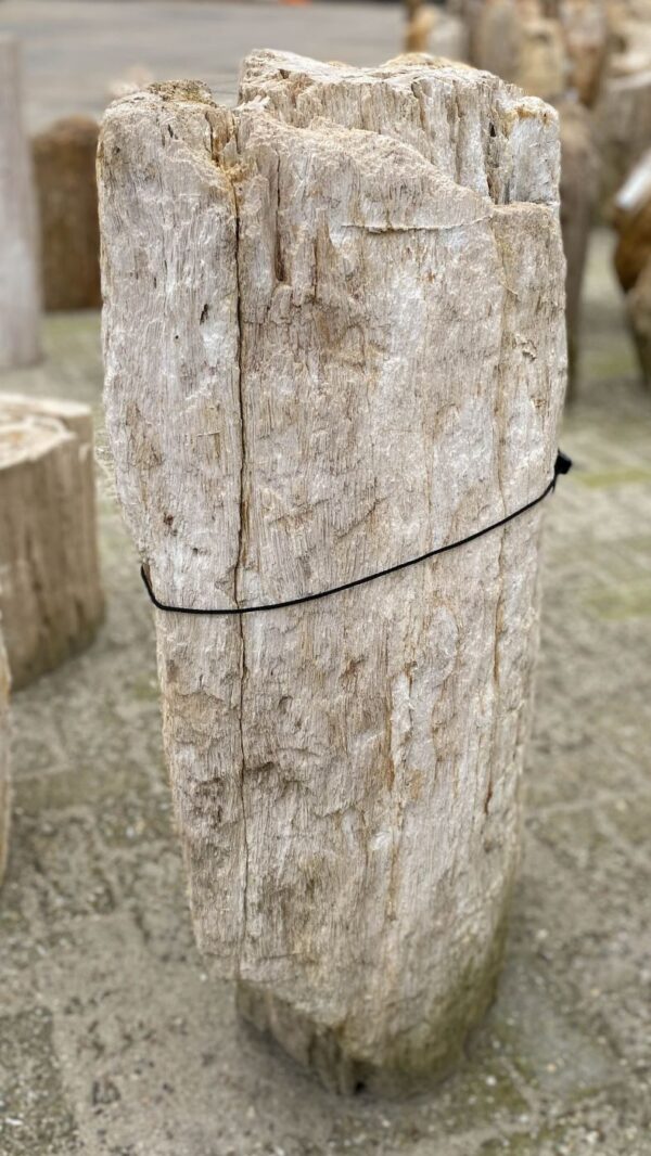 Grafsteen versteend hout 47054