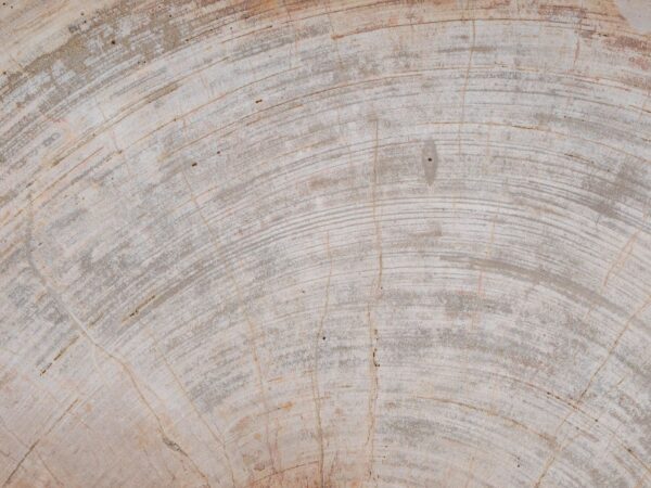 Grafsteen versteend hout 50114