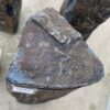 Grafsteen versteend hout 50266