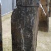 Grafsteen versteend hout 50274