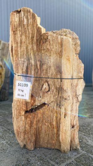 Grafsteen versteend hout 51109