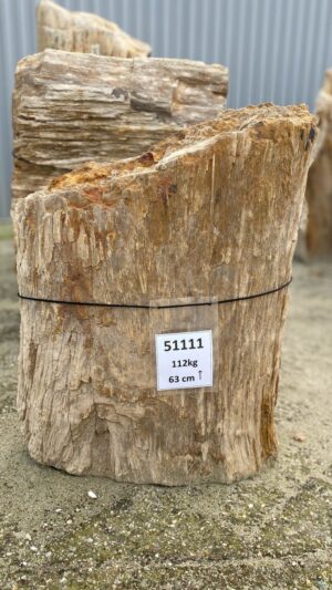 Grafsteen versteend hout 51111