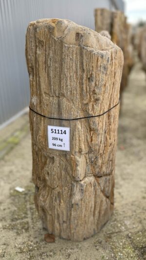 Grafsteen versteend hout 51114