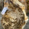 Grafsteen versteend hout 51120