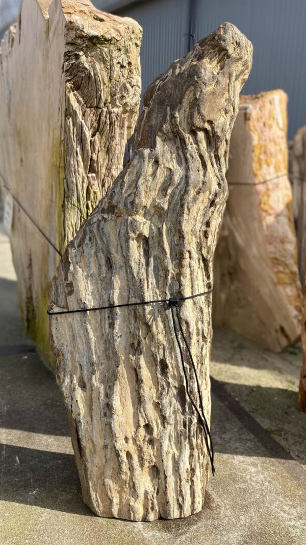Grafsteen versteend hout 51121