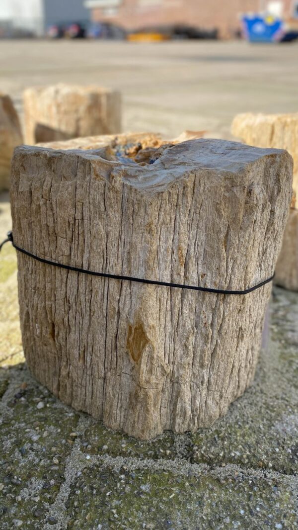 Grafsteen versteend hout 51127