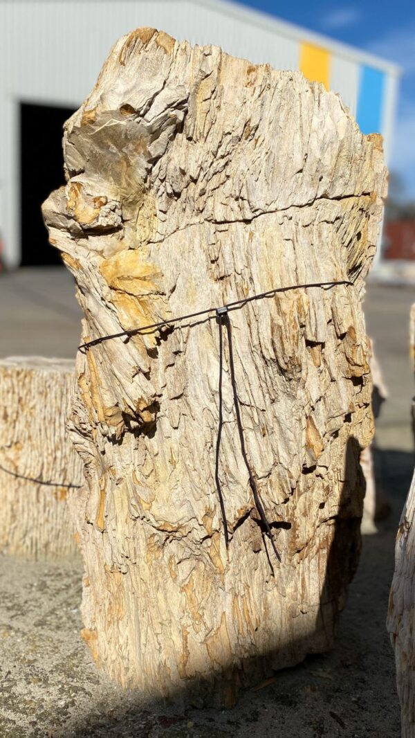 Grafsteen versteend hout 51133