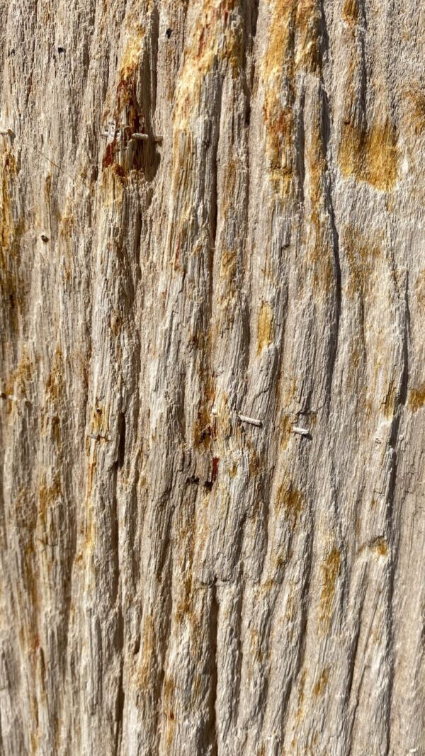 Grafsteen versteend hout 51138