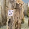 Grafsteen versteend hout 51170