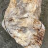 Grafsteen versteend hout 51170