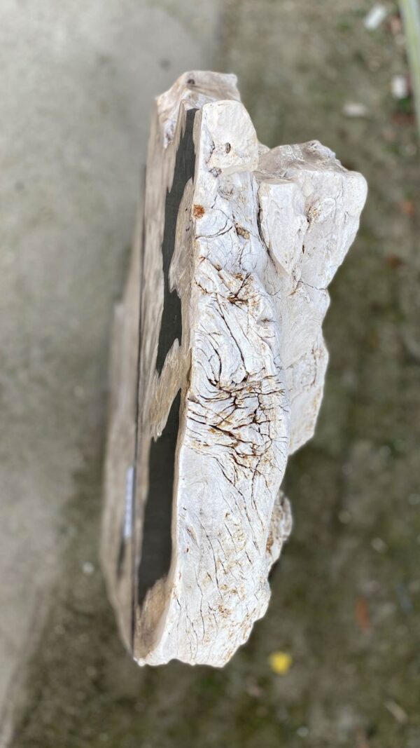 Grafsteen versteend hout 51172